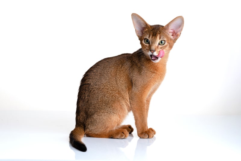 abyssinian cat licking its mouth