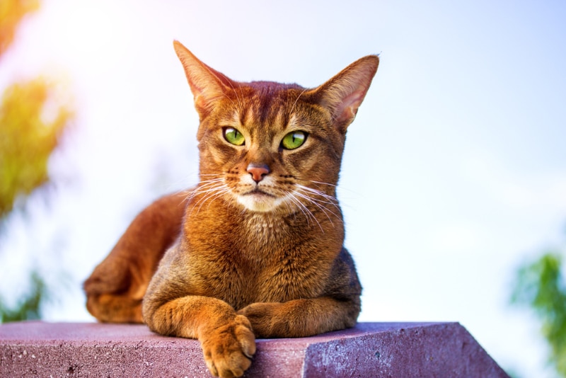 abyssinian cat lying outdoor
