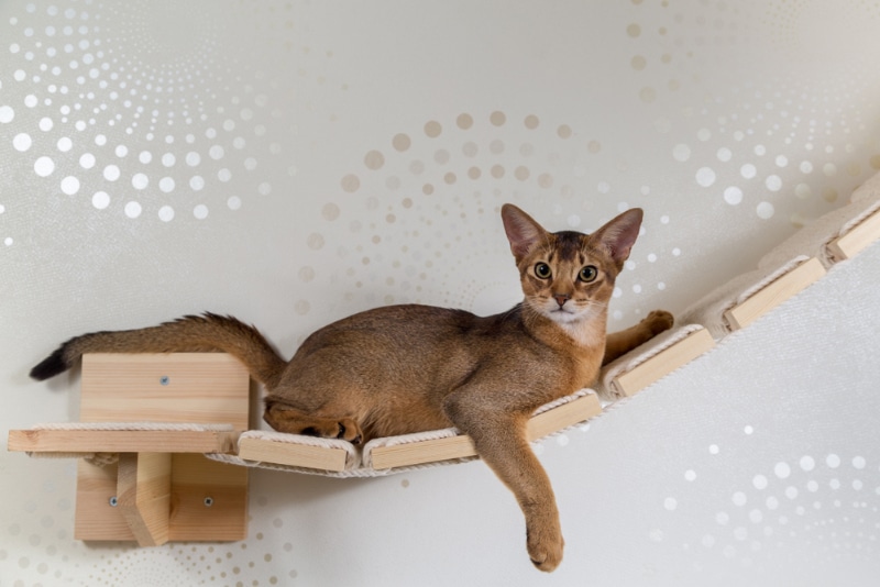 abyssinian cat on a wooden ladder