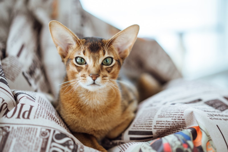 abyssinian cat resting on the beanbag