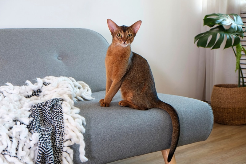 abyssinian cat sitting on the couch