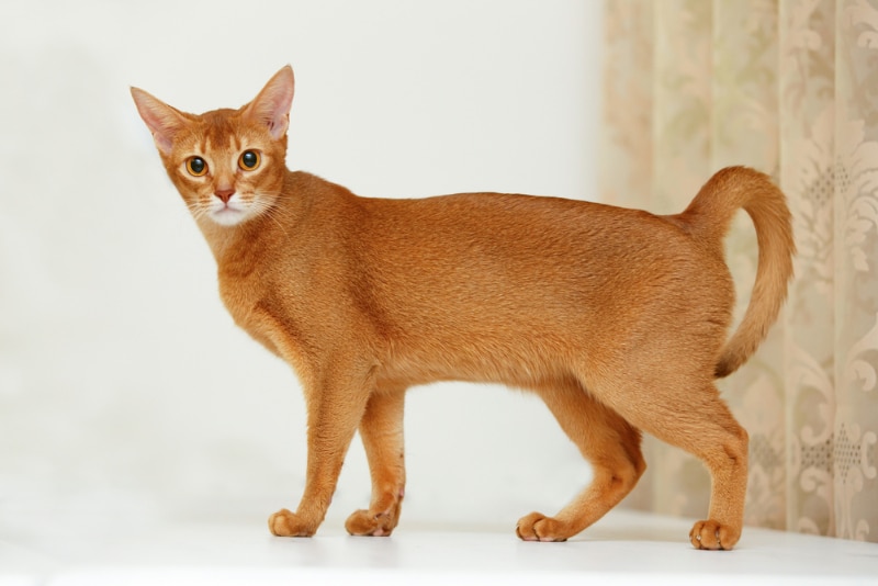 abyssinian cat walking on the table