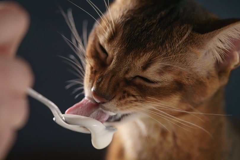 abyssinian kitten eat yogurt_GCapture_shutterstock