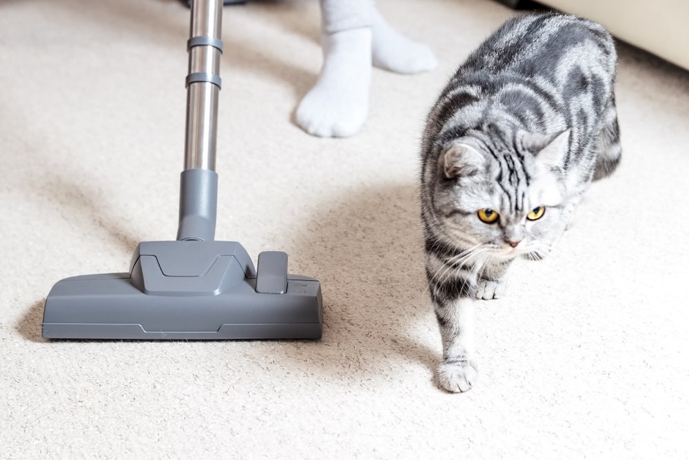 adorable cat walks beside vacuum