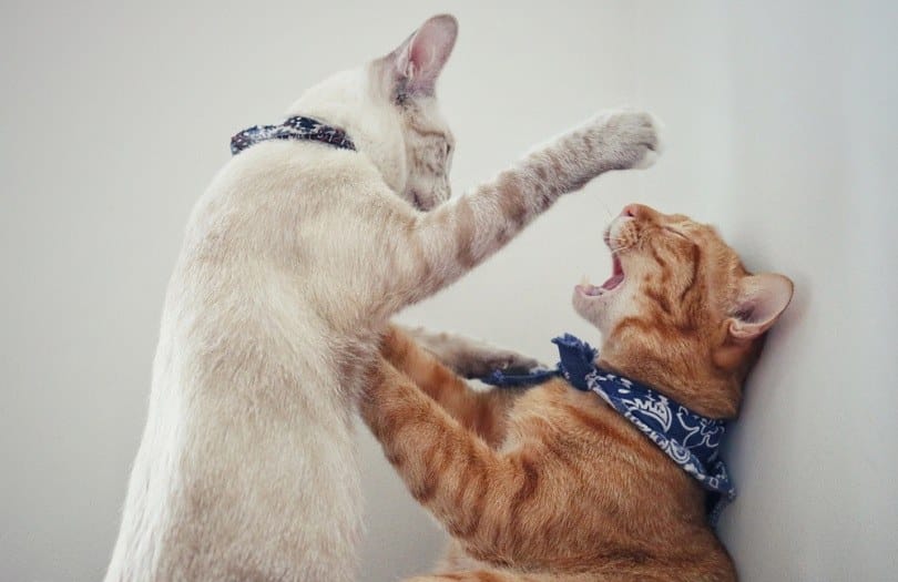 adorable ginger cat wearing fabric collar when fighting_RJ22_shutterstock