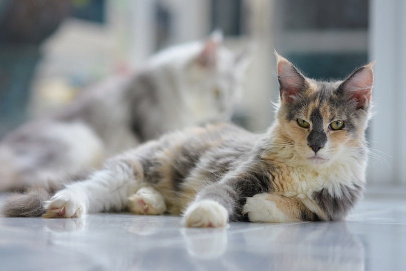 adorable patched white tabby cat orange blue white_Winessyork_shutterstock