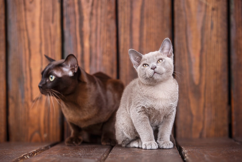 adult and kitten european burmese cats