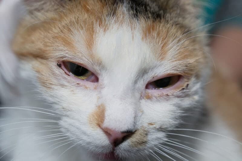 adult cat with herpesvirus infection