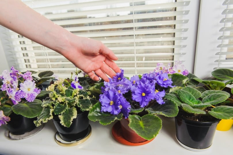 Are African Violets Poisonous to Cats? VetReviewed Houseplant Safety