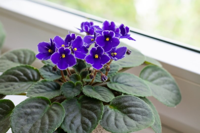 african violet near window