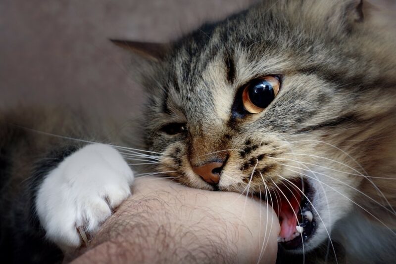 aggressive cat biting human hand