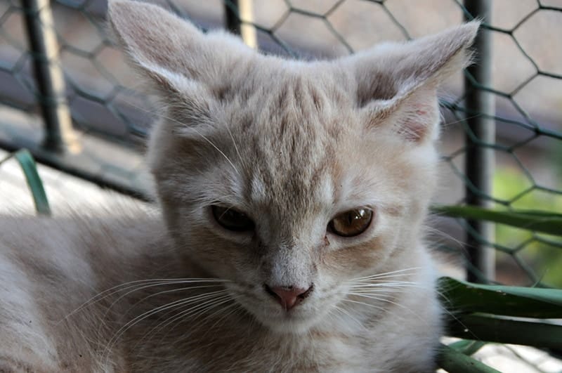 airplane ear cat