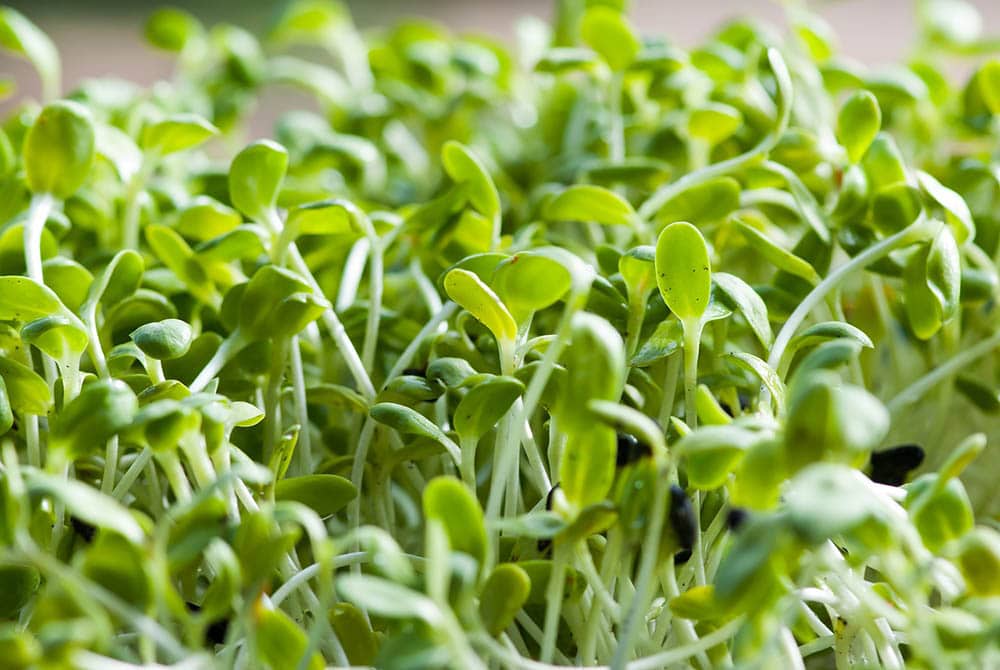 alfalfa sprouts up close