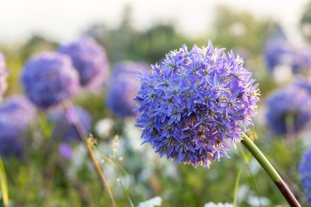 allium giganteum flower heads