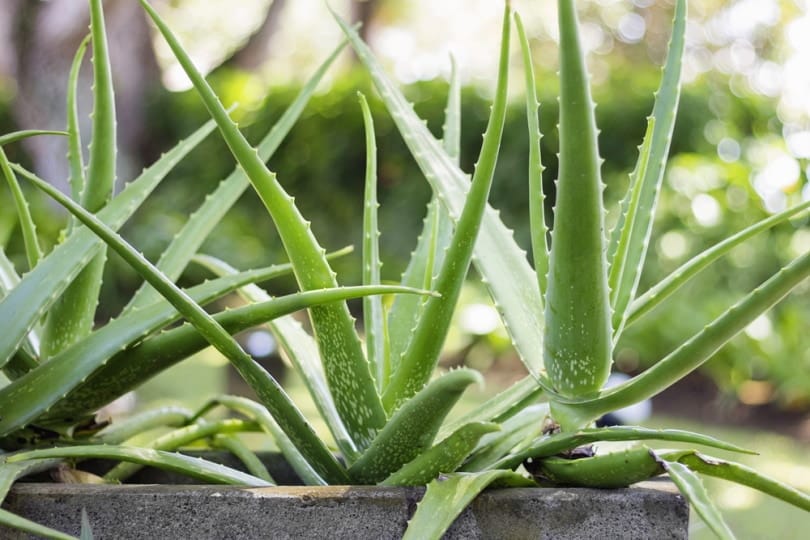 aloe vera plant