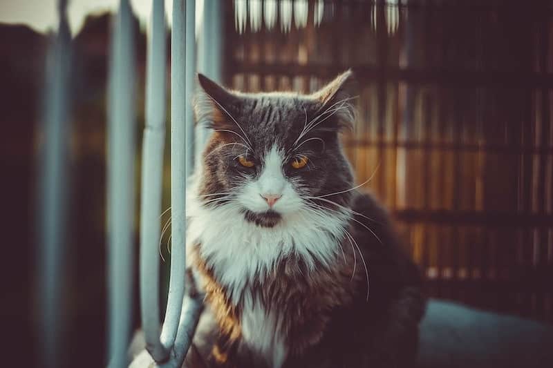 amber eyed cat glaring at camera