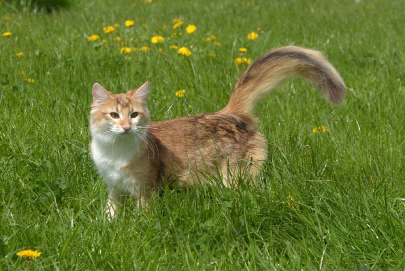 amber tabby norwegian forest cat