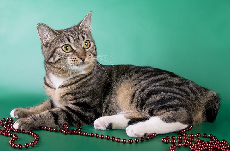 American bobtail on green background