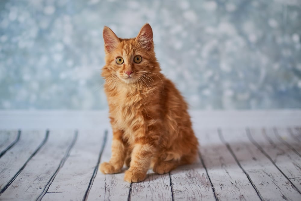 american bobtail cat sitting