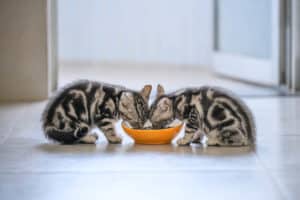 American cat kittens eating