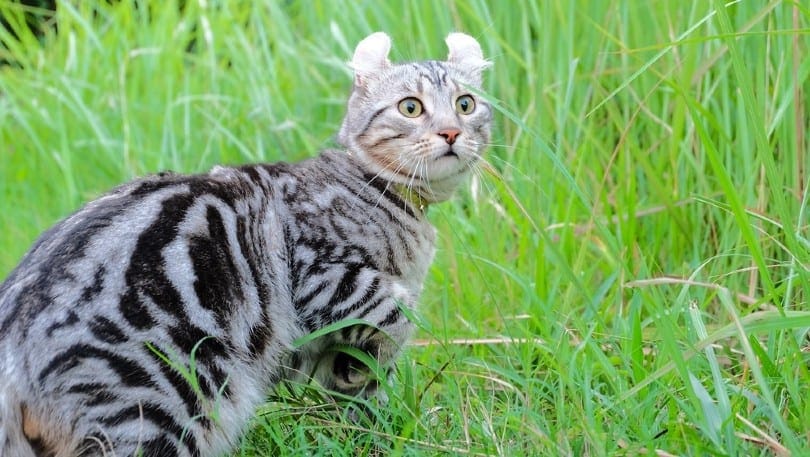 american curl cat on the lawn