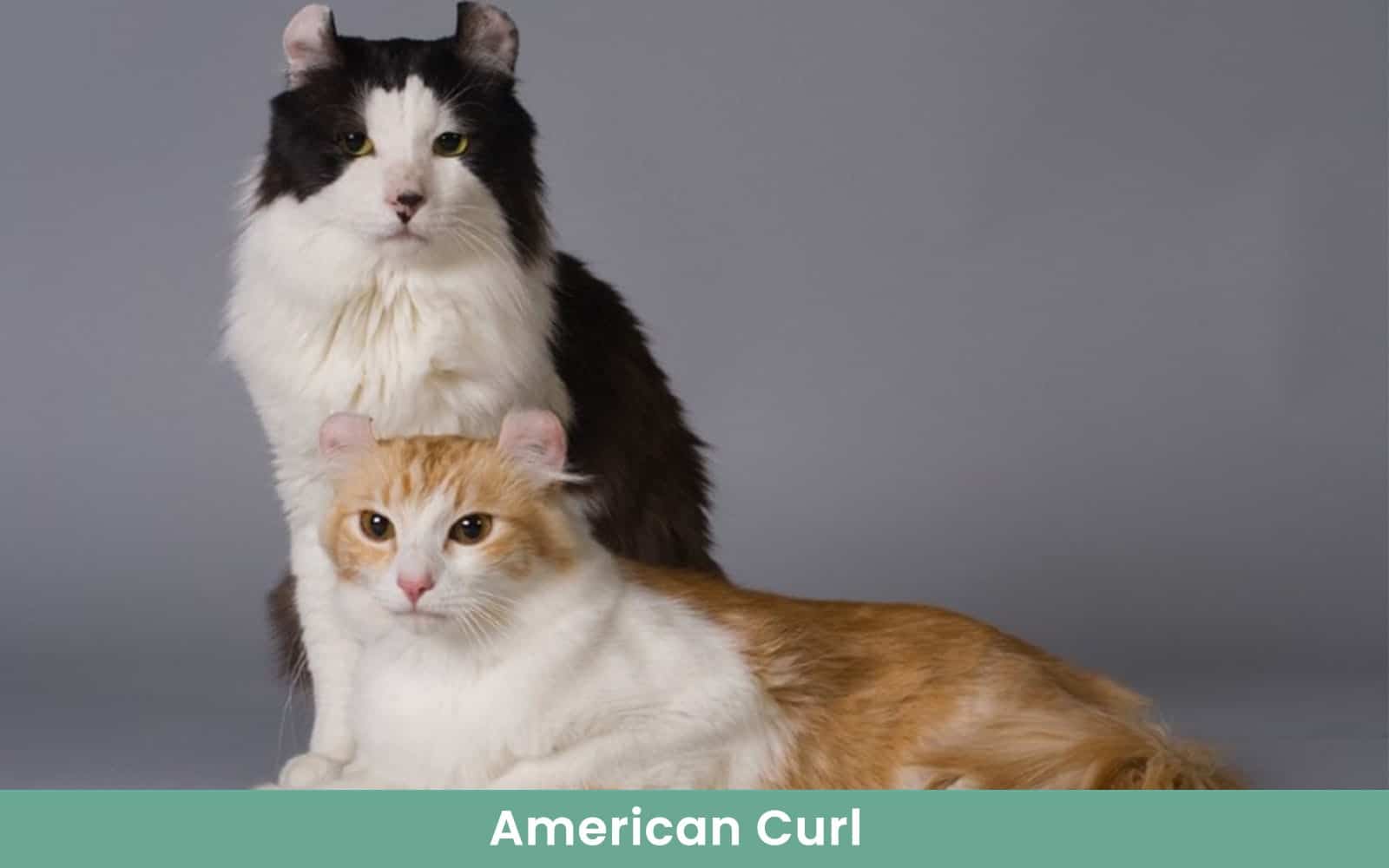 american curl