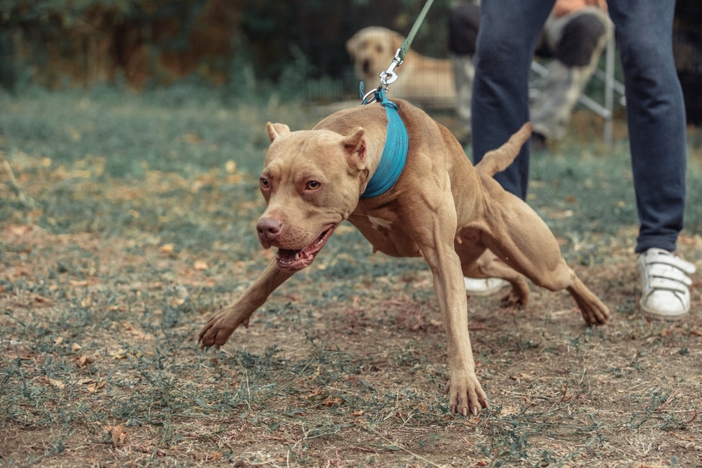 american pitbull barking