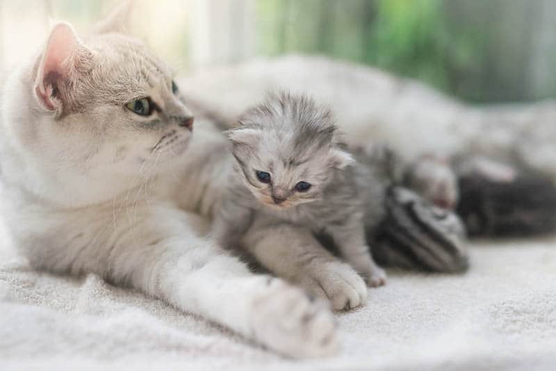 american shorthair cat and her kitten