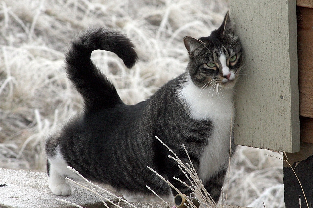 american shorthair cat rubbing face on the wood