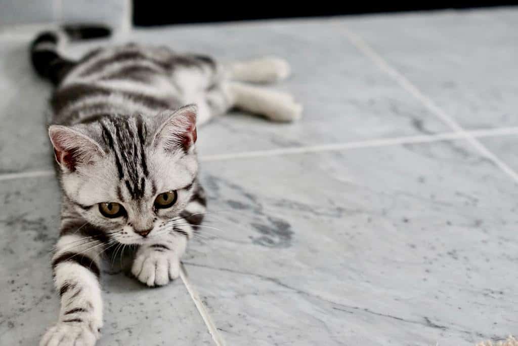 american shorthair kitten