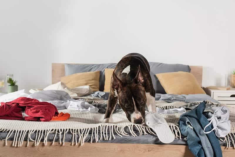 american staffordshire terrier sniffing blanket near clothes on bed