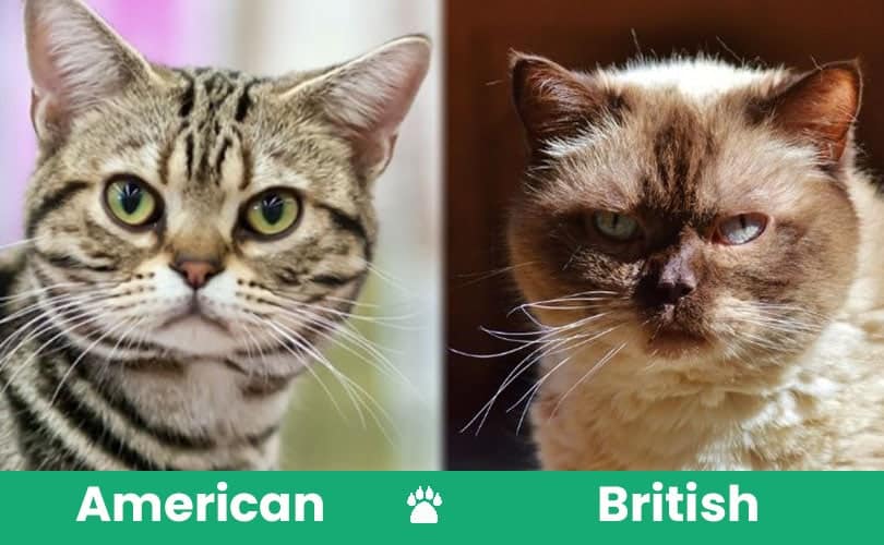 american vs british shorthair