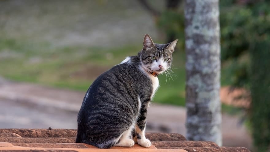 american wirehair cat sitting outdoors