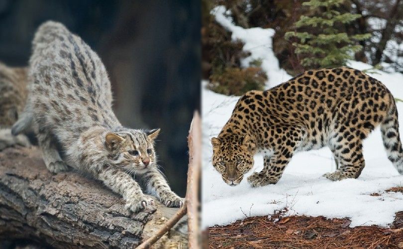 amur forest and amur leopard