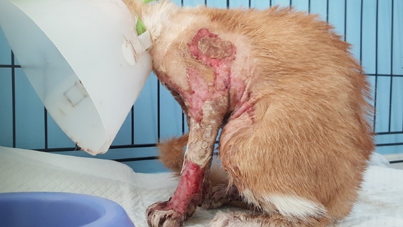 an abused cat recovering from burns