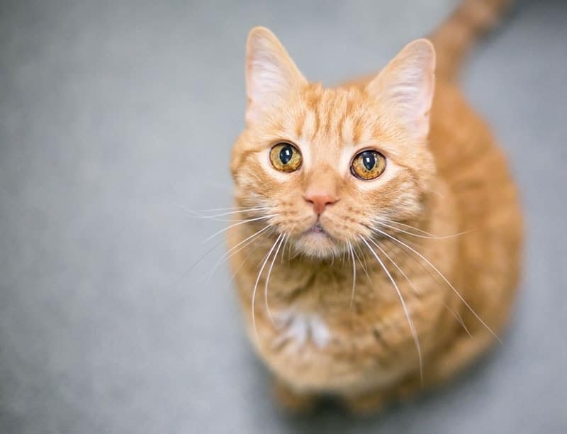 an orange tabby domestic shorthair cat with iris melanosis in its eyes