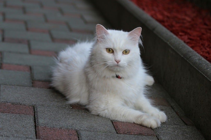 Turkish Angora Cat Breed