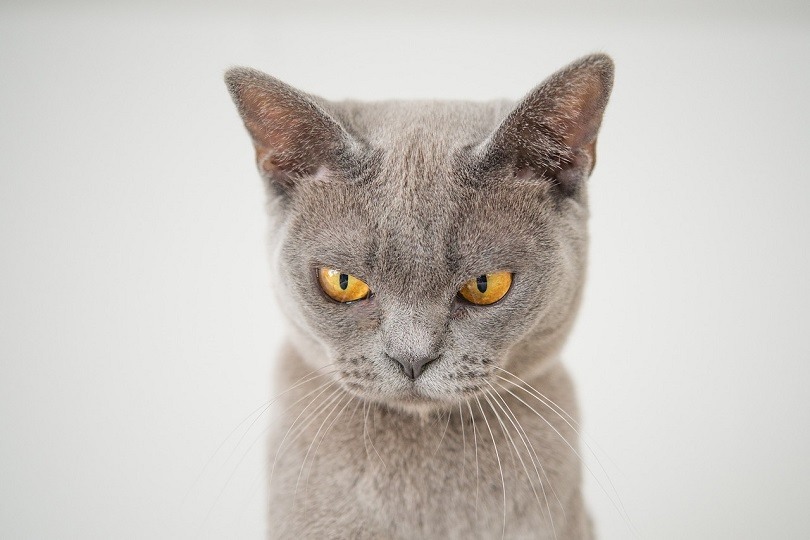 angry cat pixabay