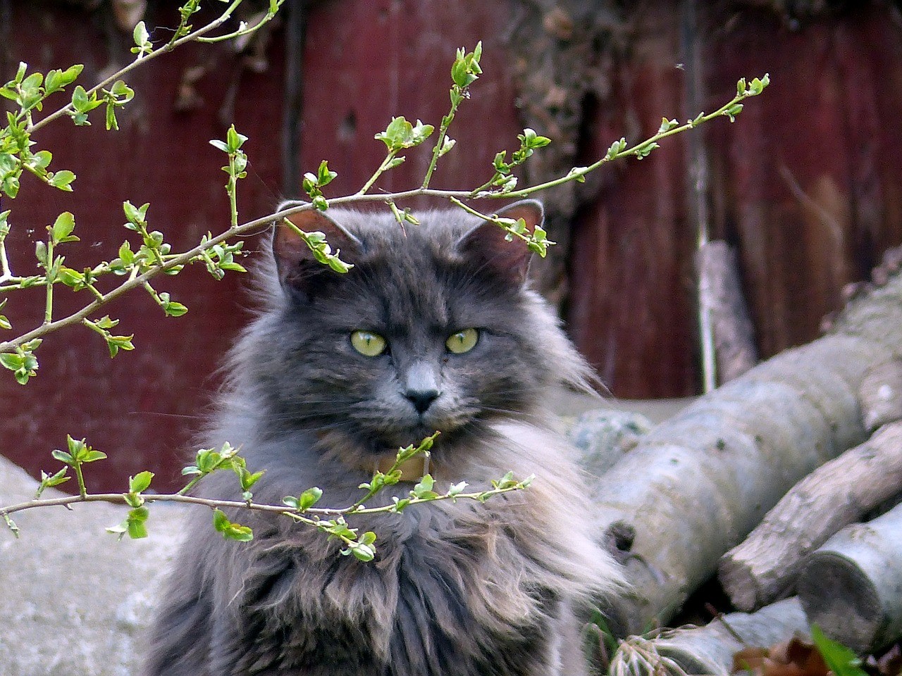 Sassy grey long-haired cat