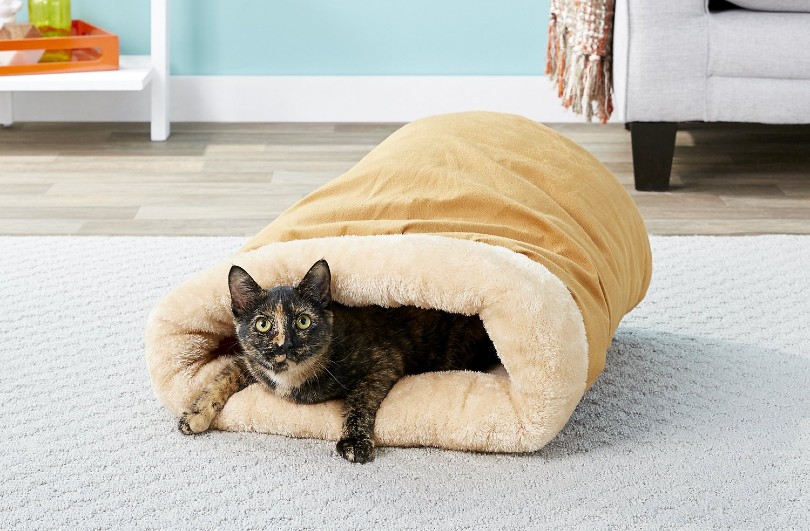 anxious tortoiseshell cat in bed