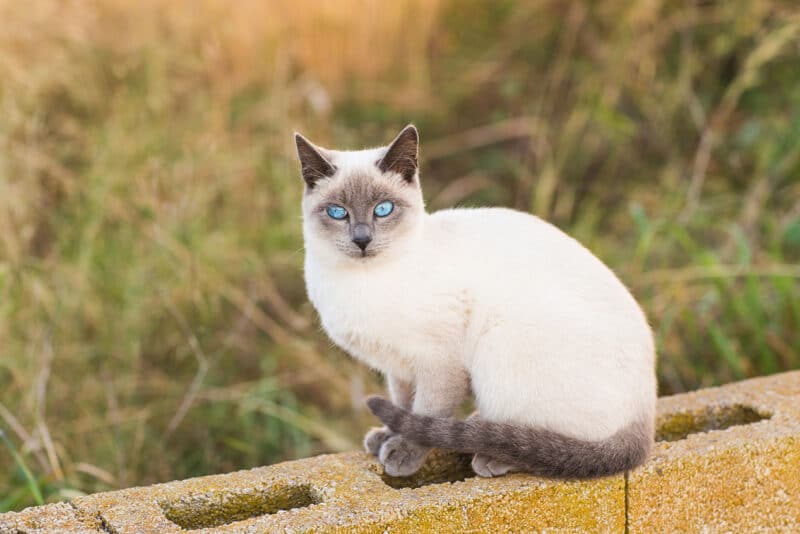 applehead siamese cat sitting