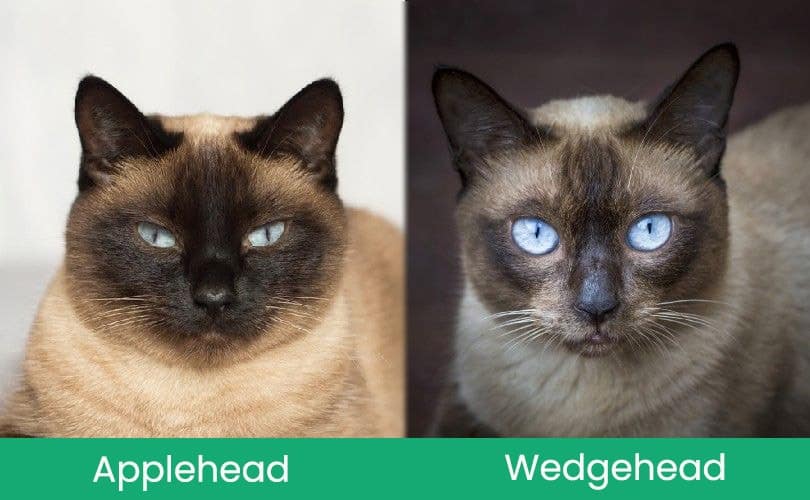applehead vs wedgehead visual