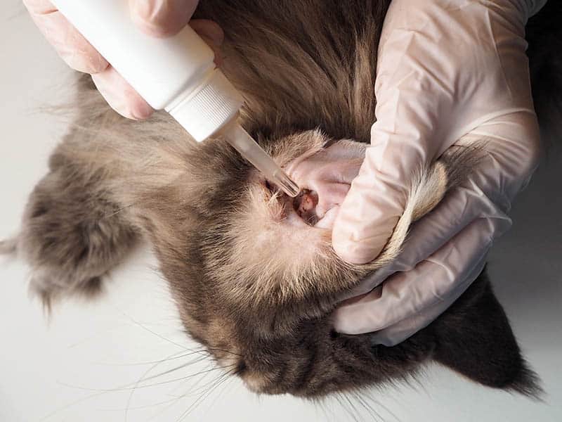 applying ear cleaner on cat's ear