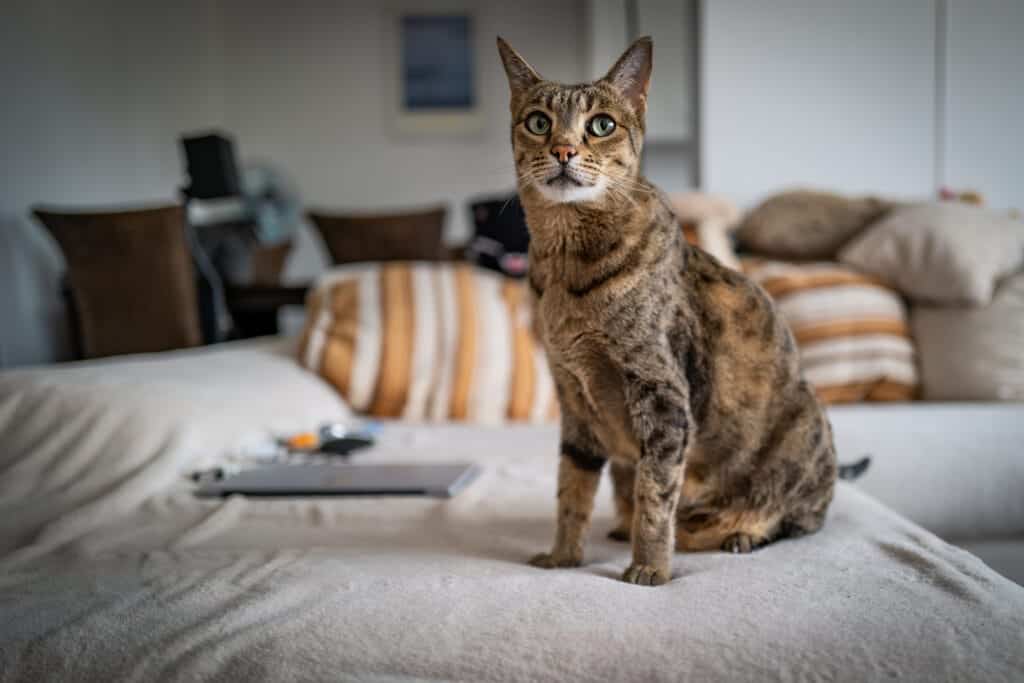 Ashera cat on bed