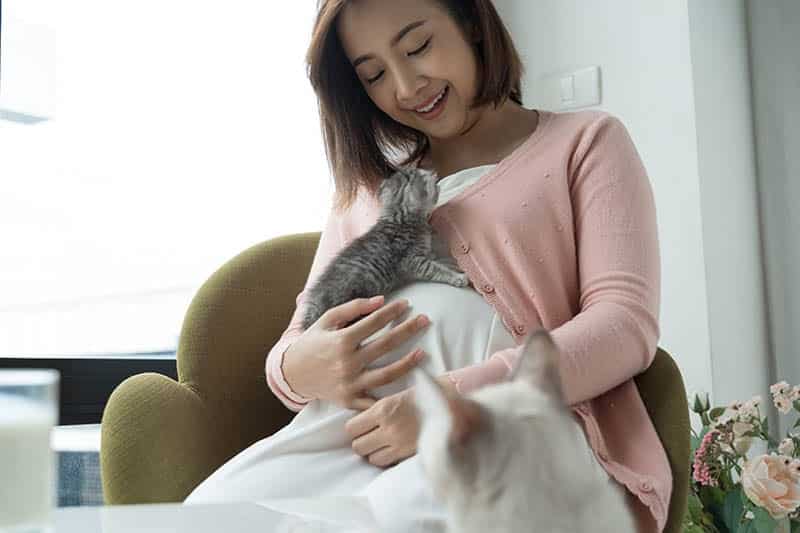 asian pregnant woman holds a kitten on her stomach