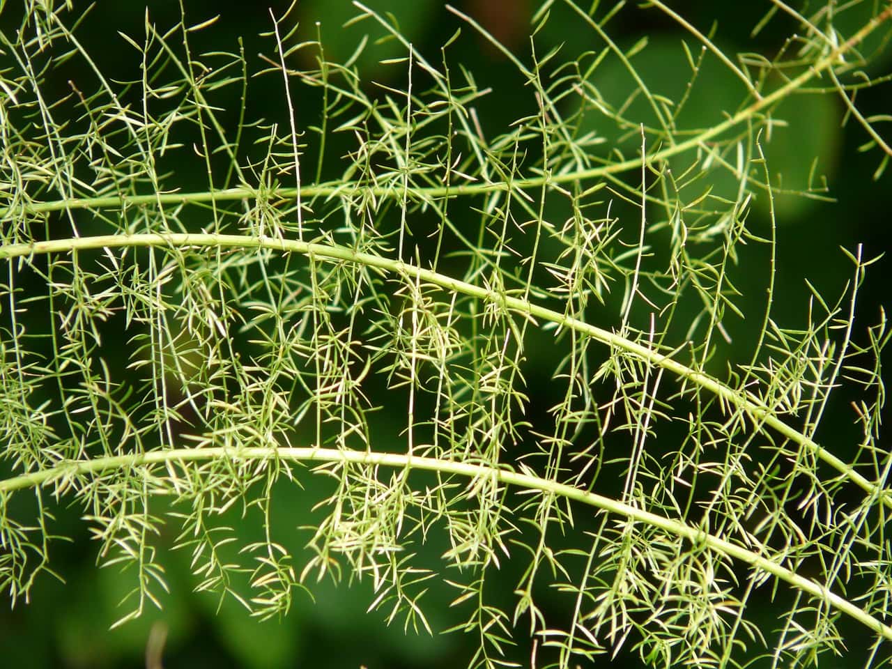 asparagus fern