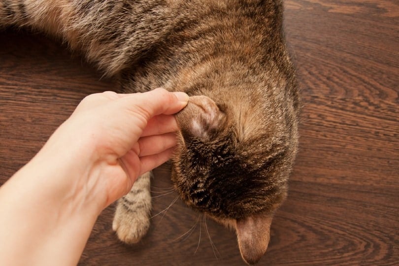 bald spots behind cat's ear