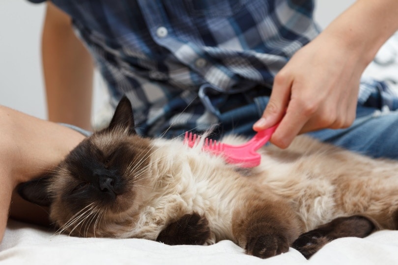 balinese cat grooming