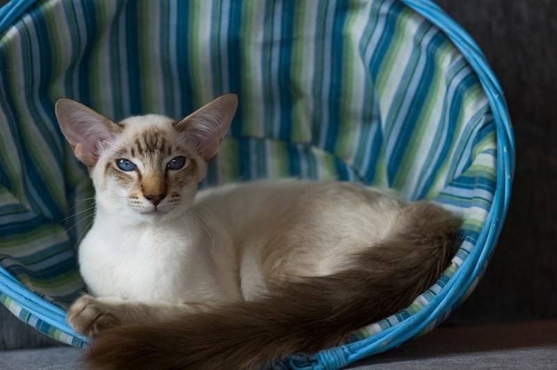 balinese cat in the basket