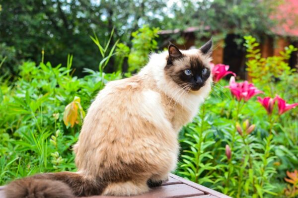 balinese-cat-in-the-garden